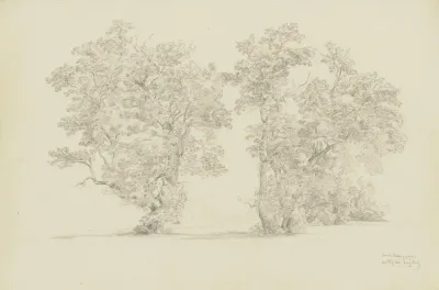 Trees At The Ammer