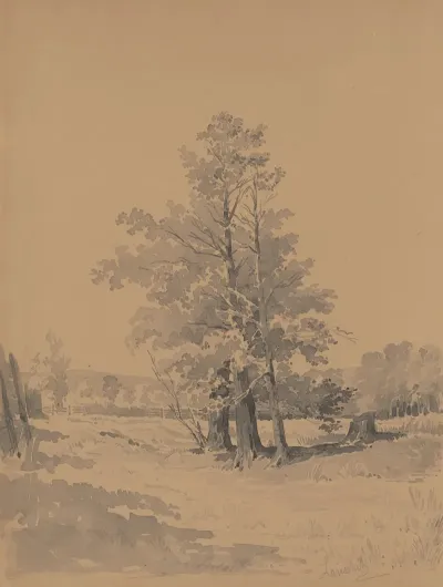 Trees At The Edge Of The Forest 2