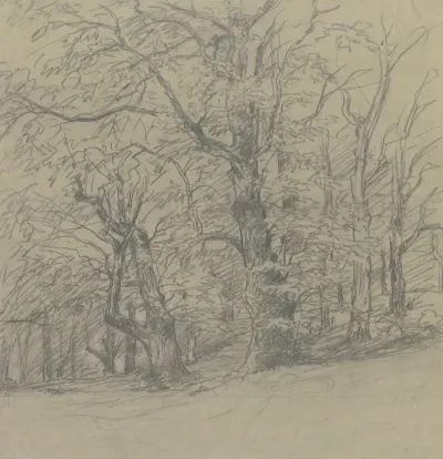 Trees At The Edge Of The Forest