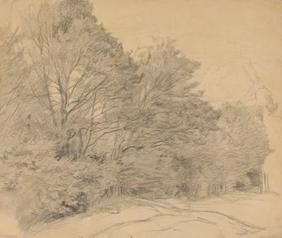 Trees At The Forest Edge
