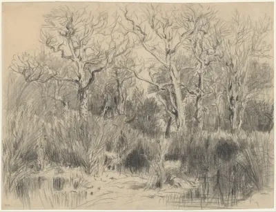 Trees In A Thicket