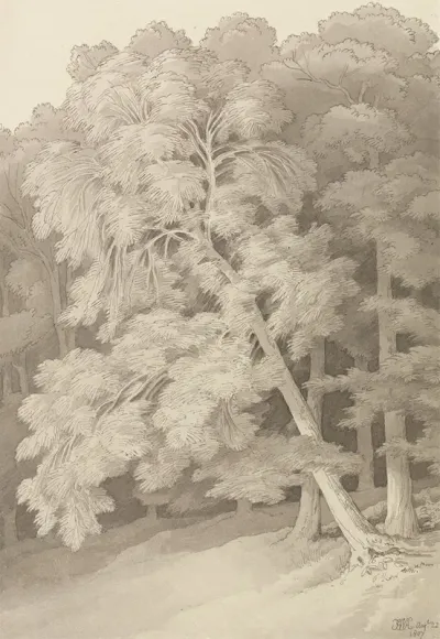 Trees In A Wood