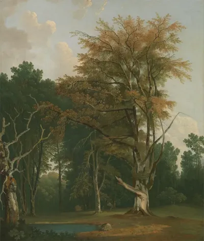 Trees In A Woodland Glade