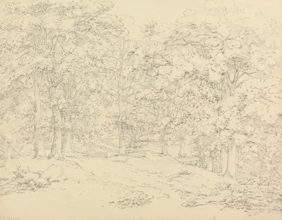 Trees In Ashtead Park Surrey