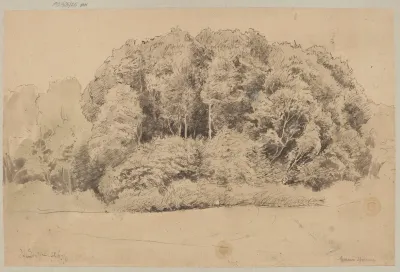 Trees In Sankt Blasien
