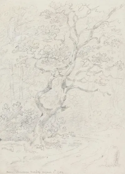 Trees Near Lausanne