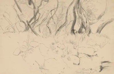 Trees Near Lerici Liguria