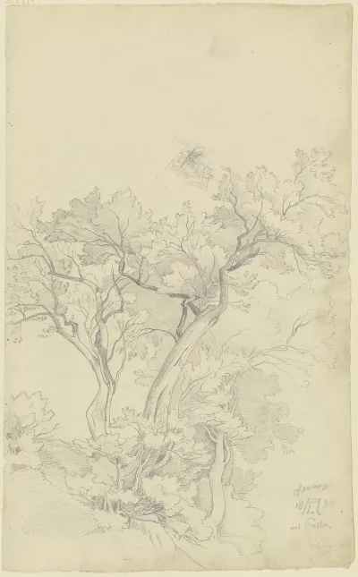 Trees Near Olevano