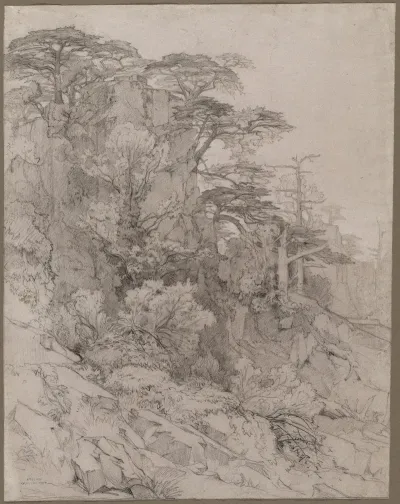 Trees Of A Rocky Hillside