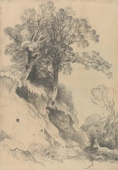 Trees On A Crumbling Bank