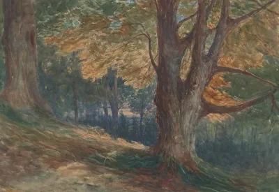 Trees On A Hill In A Wooded Landscape