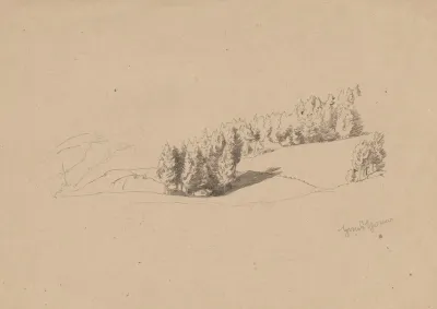 Trees On The Edge Of A Forest