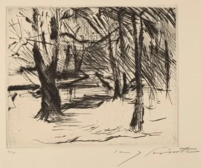 Trees With The Sun Winter In The Tiergarten