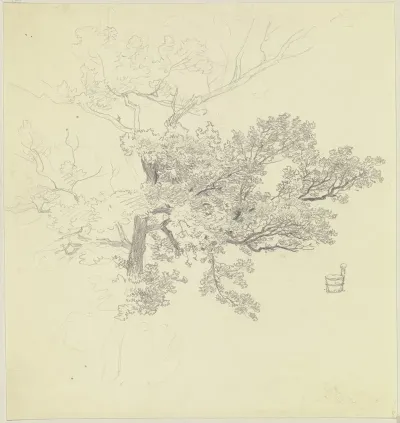 Treetop And Tub