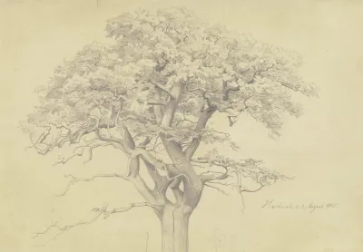 Treetop