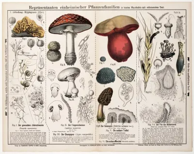 Tremella Mesenterica Agaricus Muscarius Agaricus Campestris Boletus Satanas Tuber Mesentericum Morchella Esculenta Claviceps Purpurea