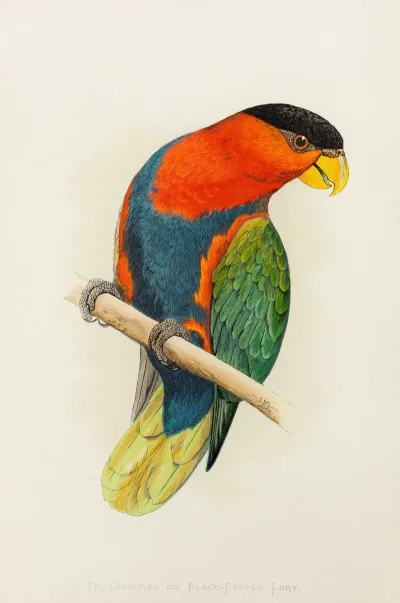 Tri Coloured Or Black Capped Lory