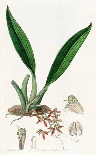 Triandrous Long Gland