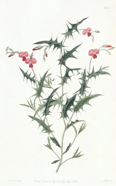 Triangular Chorozema