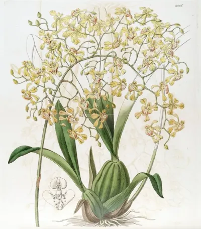 Triangular Lipped Oncidium