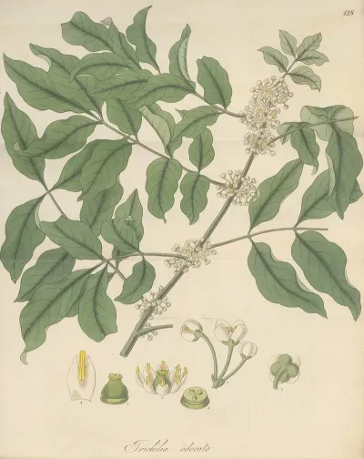 Trichilia Odorata