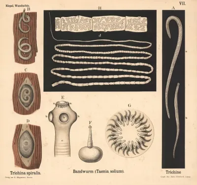 Trichina Spiralis Bandwurm Taenia Solium Trichine