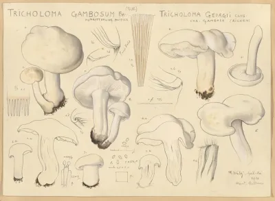 Tricholoma Gambosum Fr Gill Tricholoma Georgii Clus Var Gambosa Ricken