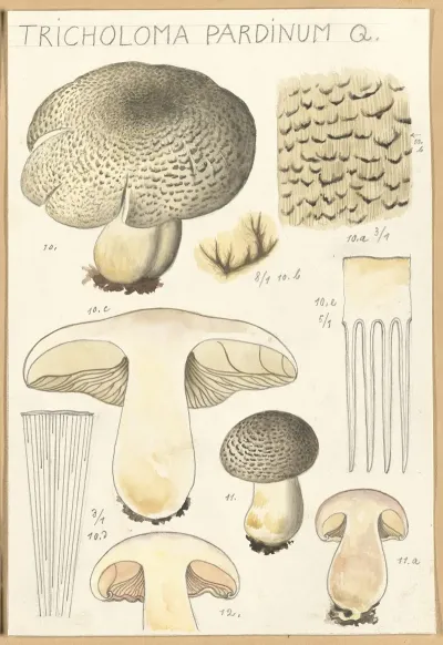 Tricholoma Pardinum Q