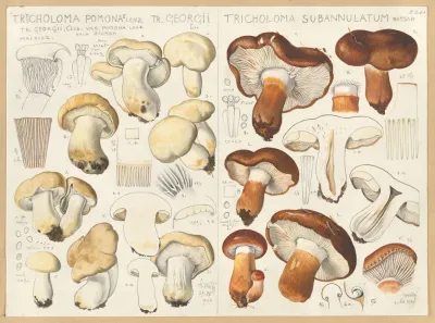 Tricholoma Pomona Tricholoma Subannulatum