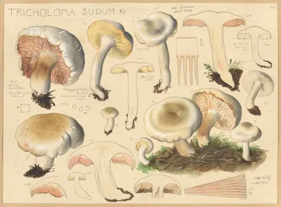 Tricholoma Sudum Fr