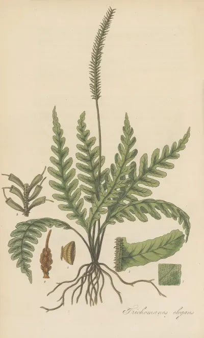 Trichomanes Elegans