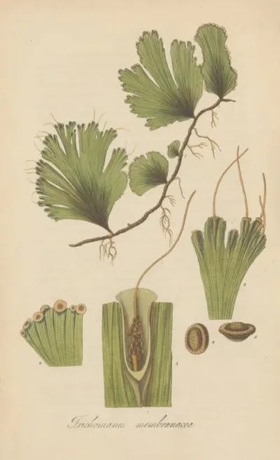 Trichomanes Membranacea