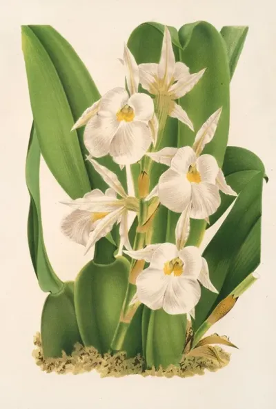 Trichopilia Fragrans Nobilis