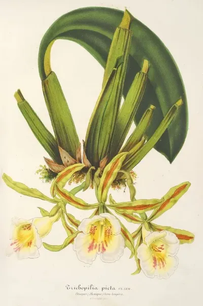 Trichopilia Picta