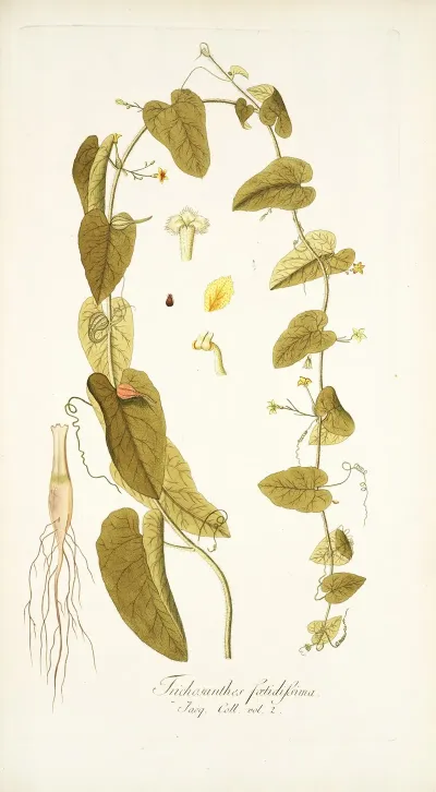 Trichosanthes Foetidissima