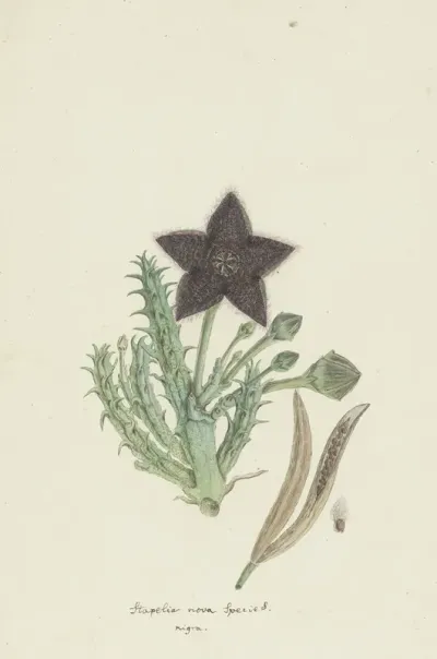 Tridentea Gemmiflora Masson Haw Stapelia Gemmiflora