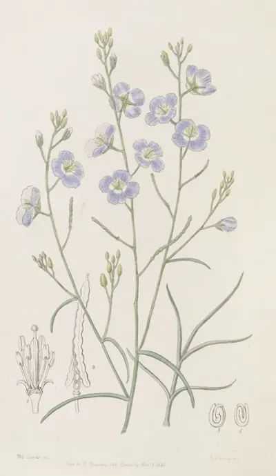 Trifid Suncress
