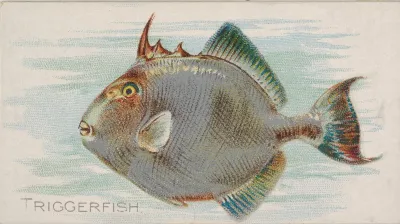 Triggerfish