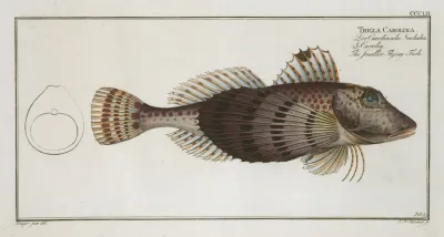 Trigla Carolina The Smaller Flying Fish