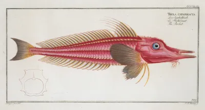 Trigla Cataphracta The Rochet