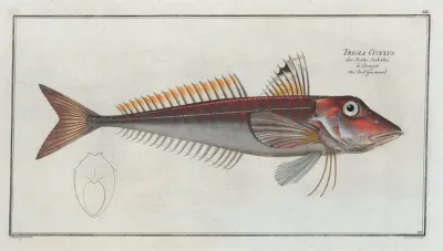 Trigla Cuculus The Red Gurnard