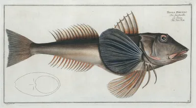 Trigla Hirundo The Tub Fish