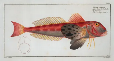 Trigla Lineata The Streaked Gurnard