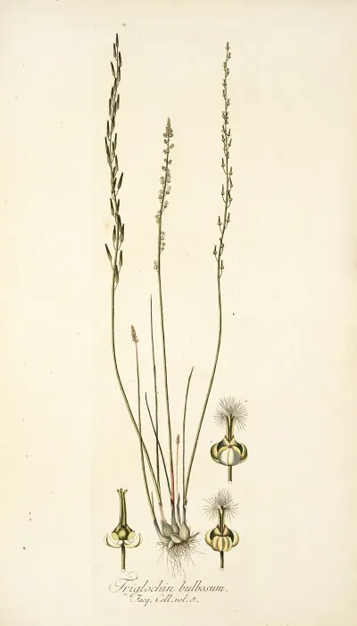 Triglochin Bulbosum