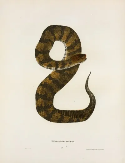 Trigonocephalus Piscivorus