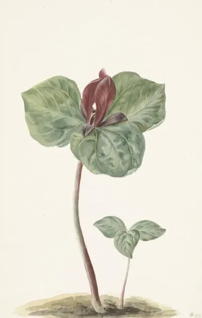Trillium