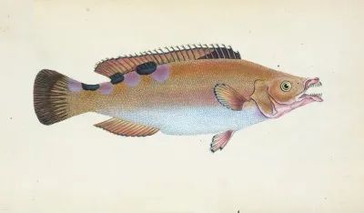 Trimaculated Wrasse Labrus Trimaculatus