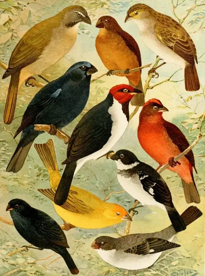 Trinca Ferro Azulao Cardeal Gallo Do Mato Serra Serra Colleiro Cigarra
