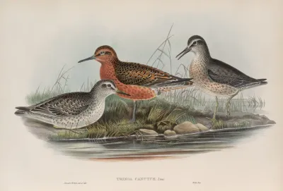Tringa Canutus Knot