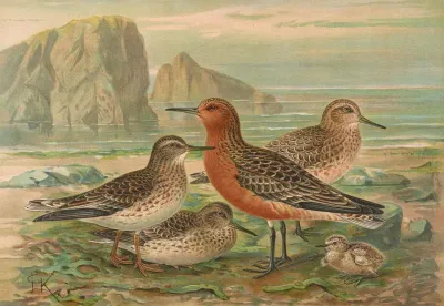 Tringa Canutus Tringa Maritima
